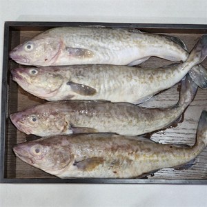 국내산 대구 1.5kg 급냉 냉동 생대구 대구탕 대구찜 생선