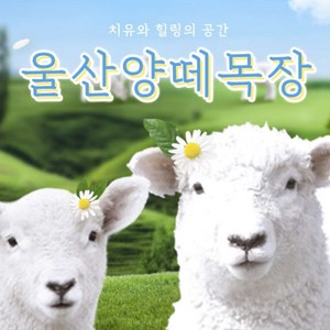 양떼목장 입장권